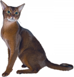 cat clipart realistic - image #3