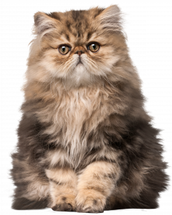 Cat clipart royalty free library realistic - RR collections