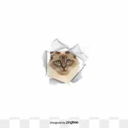 Cat PNG Images | Vectors and PSD Files | Free Download on Pngtree