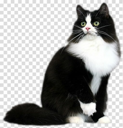 Cats, black and white cat transparent background PNG clipart ...