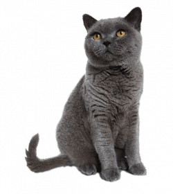Grey cat sitting transparent background image ~ Free Png Images