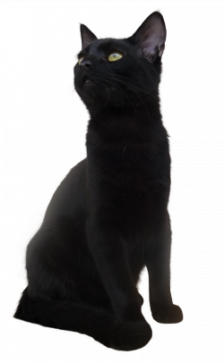 Cat PNG Images Transparent Free Download | PNGMart.com