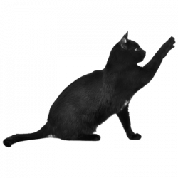 Cats transparent PNG images - StickPNG