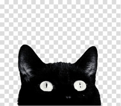 AESTHETIC GRUNGE, black cat transparent background PNG ...