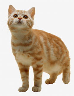 Sweet Cat Kitten Png - Cat Transparent Background - Free ...