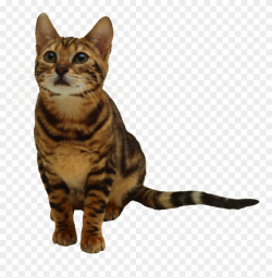 Tabby Cat Clipart Transparent Background - Brown Cat With ...