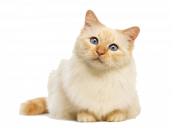 Cat Food Kitten Felidae Dog - Cat png download - 900*673 ...