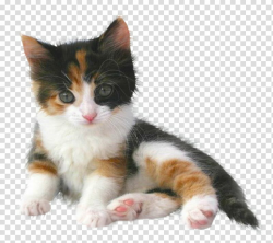 Cats , orange and black cat transparent background PNG ...