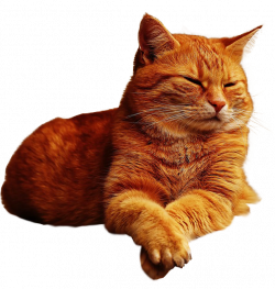 Ginger cat lazing no background image ~ Free Png Images