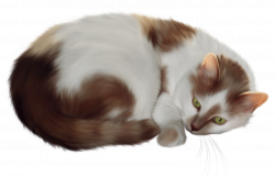 Cat Transparent PNG Clipart | Gallery Yopriceville - High ...