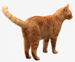 Orange Tabby Cat Transparent - Free Transparent PNG Download ...