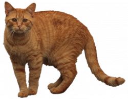Orange Cat Png & Free Orange Cat.png Transparent Images ...