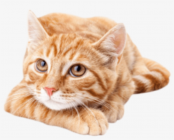 Orangecat - Cute Orange Tabby Cat Transparent PNG - 894x691 ...