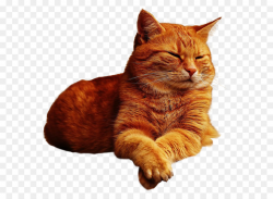 Free Orange Cat Transparent Background, Download Free Clip ...
