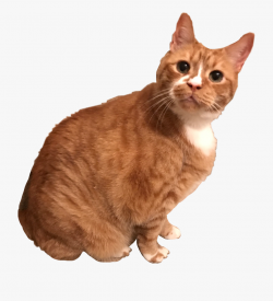 Cat Sticker - Transparent Orange Cat , Transparent Cartoon ...
