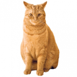Ginger Cat Transparent image ~ Free Png Images