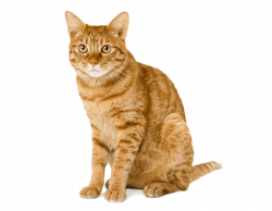 Kitten Tabby cat Dog Wildcat Australian Mist - kitten png ...