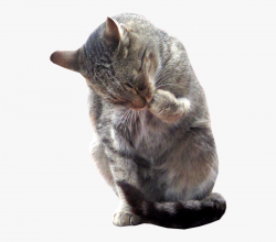 Clipart Real Cat Clipart - Real Cat Clipart , Free ...