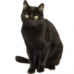 Black Cat Animal image with transparent background ~ Free ...