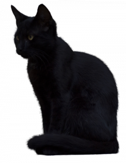 Transparent Black Cat PNG #30353 - Free Icons and PNG ...