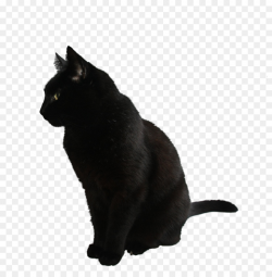 Kitten Cartoon clipart - Kitten, Cat, transparent clip art