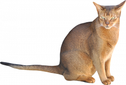 cat-kitten-transparent-png-images-free-download-020 - Free ...