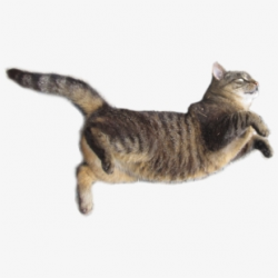 Real Cat Transparent , Transparent Cartoon, Free Cliparts ...