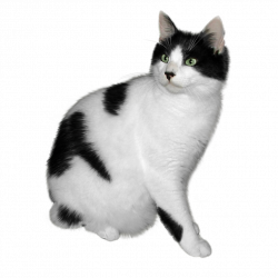 cat-kitten-transparent-png-images-free-download-034 - Free ...