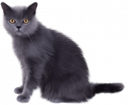Kittens clipart real, Kittens real Transparent FREE for ...