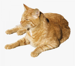 Sleeping Cat Png- - Transparent Sleeping Cats Png , Free ...