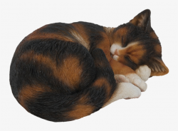 Vivid Sleeping Tortoiseshell Cat - Cat Sleeping Transparent ...