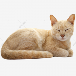 Cat Sleeping, Cat Clipart, Clipart, Adorable PNG Transparent ...