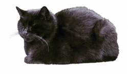 Cat Transparent Images Black Cat Sleeping Png - Clip Art Library