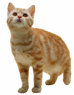 Cat PNG Transparent Free Images | PNG Only