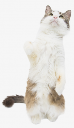 Cat Standing Cob Web - We Heart It - Free Transparent PNG ...