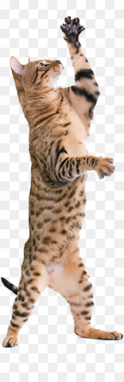 Cat Standing PNG and Cat Standing Transparent Clipart Free ...