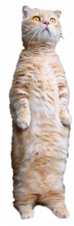 b3takit | standing cat