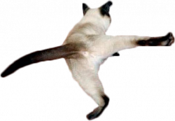 Cat standing on one leg [388 × 270] : cutouts