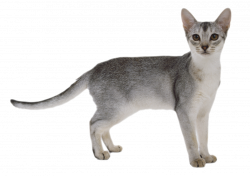 Download Cat PNG 8 - Free Transparent PNG Images, Icons and ...