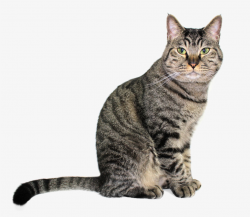 Tabby Cat Png & Free Tabby Cat.png Transparent Images #11617 ...
