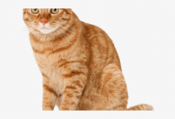 Tabby Cat Clipart Ginger Cat - Orange Cat - Free Transparent ...