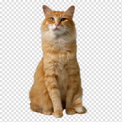 Orange tabby cat, Catnip Kitten Comb Dog, Sitting cat ...