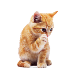 Tabby cat Dog Puppy Pet - Yellow cat png download - 750*750 ...