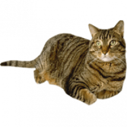 Tabby Cat lying down transparent background ~ Free Png Images