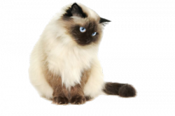 transparent cat | Tumblr