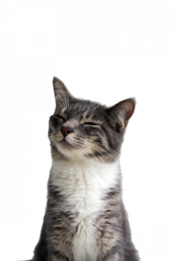 transparent cat | Tumblr