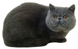 transparent cat | Tumblr