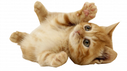 Mouse Pet Cat Villa Animal - cats png download - 1920*1080 ...