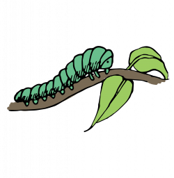 Download for free 10 PNG Caterpillar clipart leaf top images ...