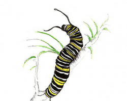 Caterpillar clipart print, Caterpillar print Transparent ...